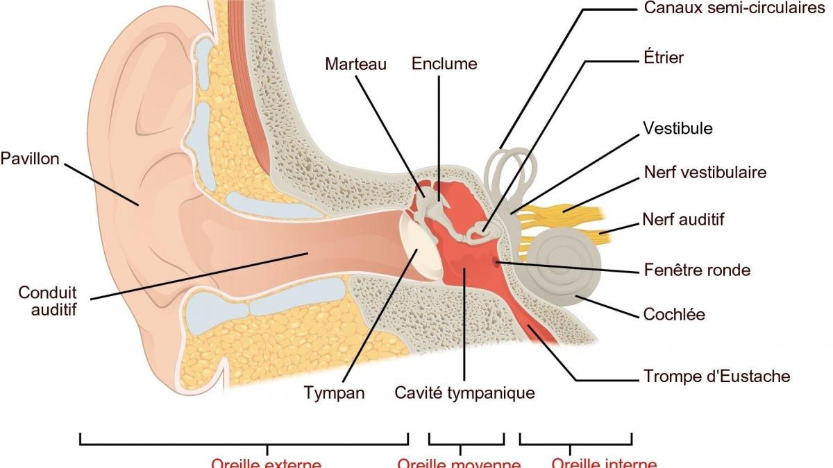 Anatomie oreille humaine 3